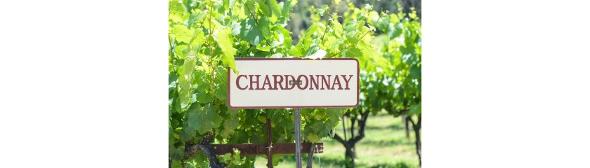 Den Chardonnay kennenlernen